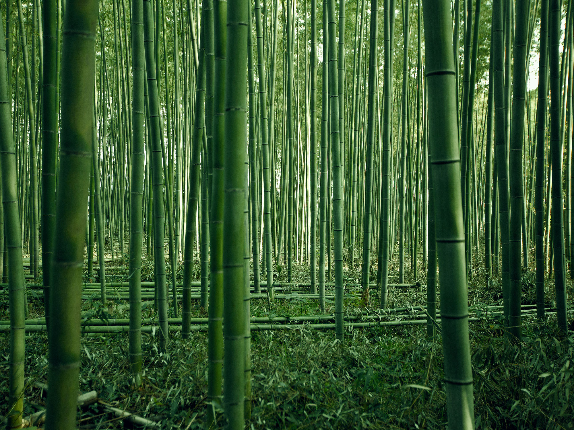 Green bamboo forest in Kyoto, Japan, photographed by Houston editorial and commercial photographer, Todd Spoth.