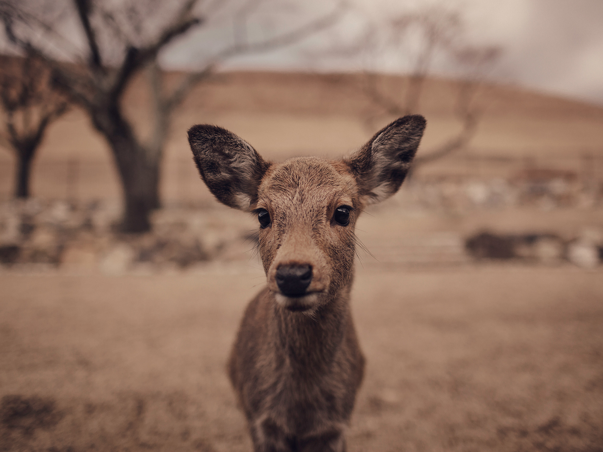 The sacred deer of Nara, Japan, photographed by Houston editorial and commercial photographer, Todd Spoth.
