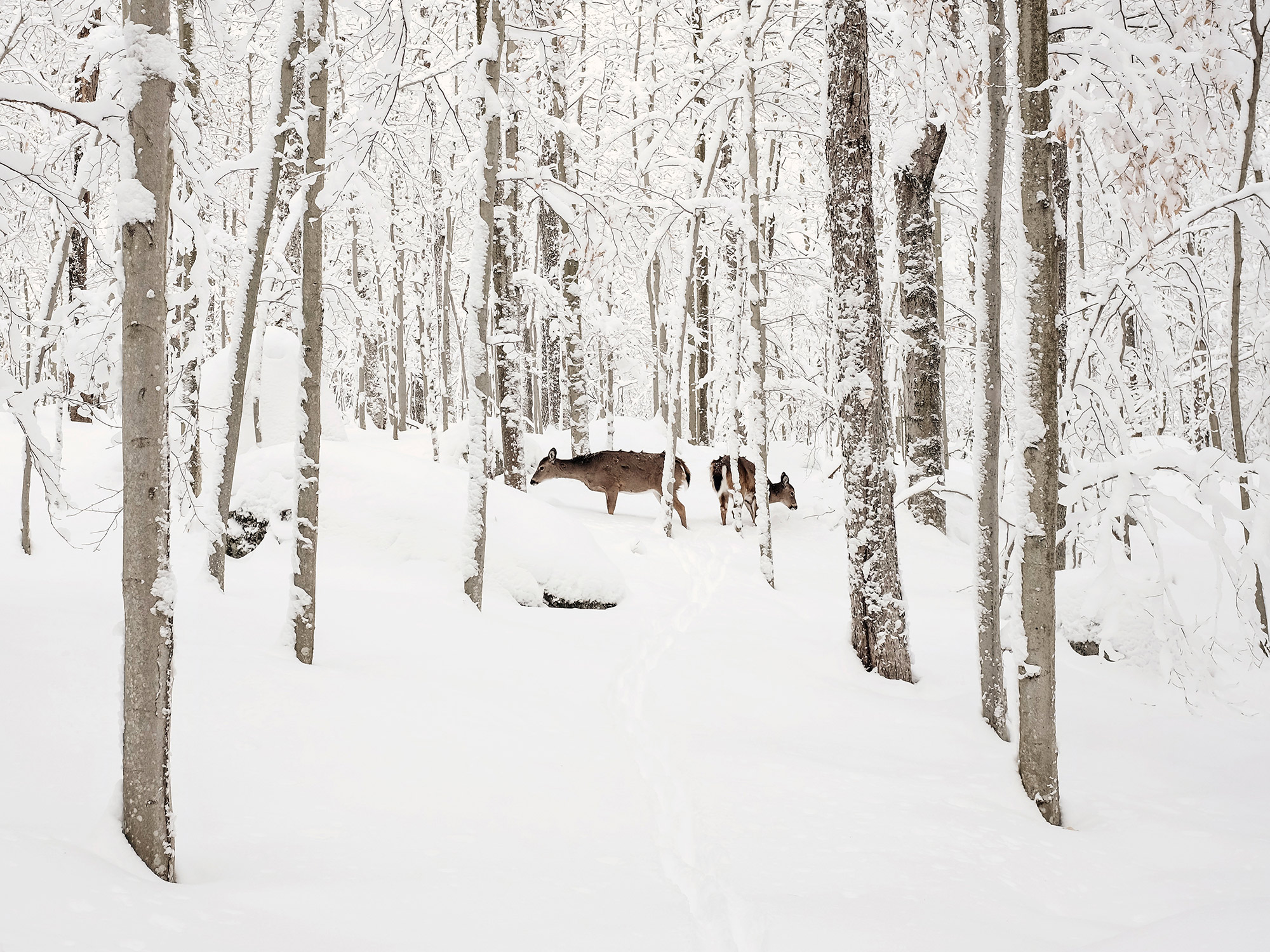 A family of deer look for food during a blizzard in Old Forge, New York, photographed by travel photographer, Todd Spoth.