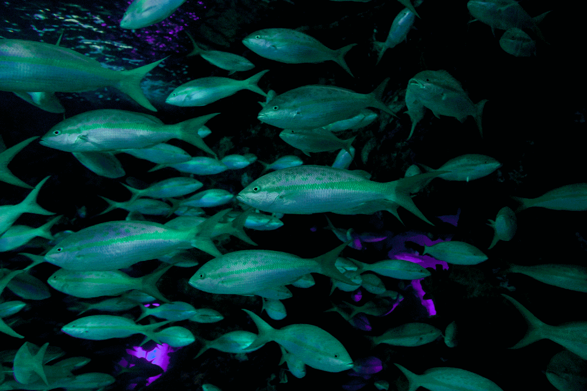 A tank of fish from the Toronto Aquarium in Toronto, Ontario, Canada, photographed by Todd Spoth.